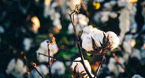 cotton-1.jpg